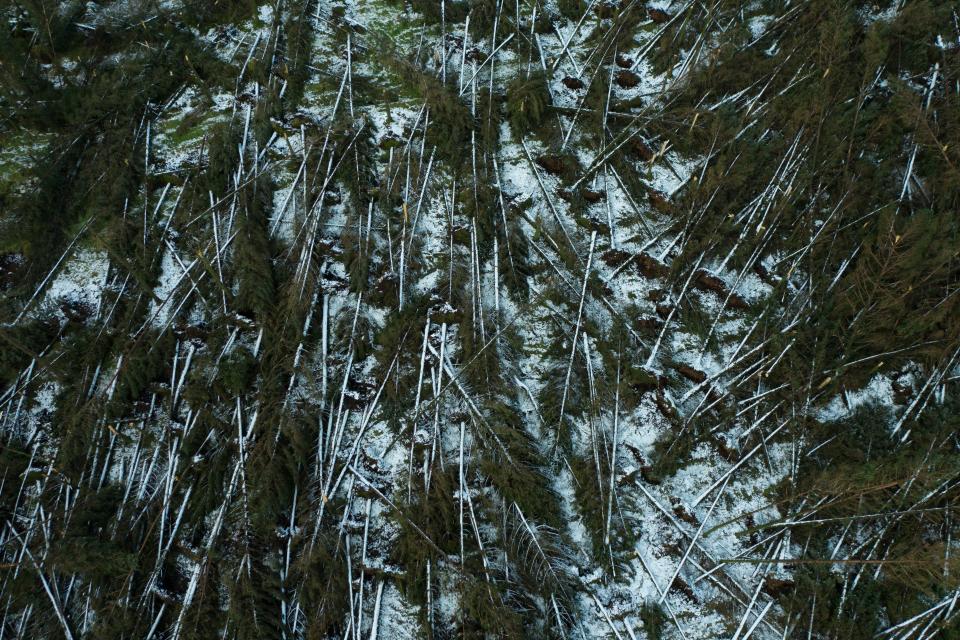 Hundreds of trees can be seen fallen following the effects of Storm Eowyn at Tardree Forest in Antrim, Northern Ireland (Getty Images)