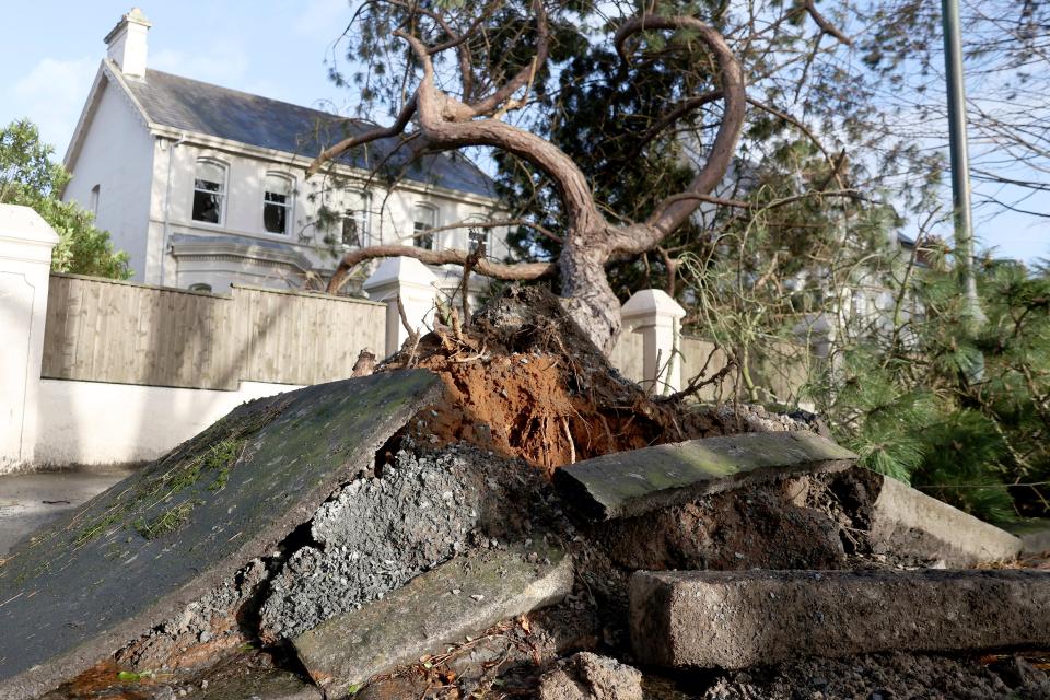 A fallen tree breaks up the pavement during storm Eowyn that hit the country in Belfast, Northern Ireland (AP)