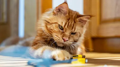 Getty Images A ginger cat playing with a toy on the floor
