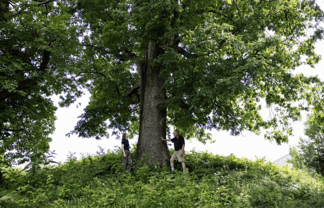 White oak genome reveals genetic markers for climate adaptability and pest resistance