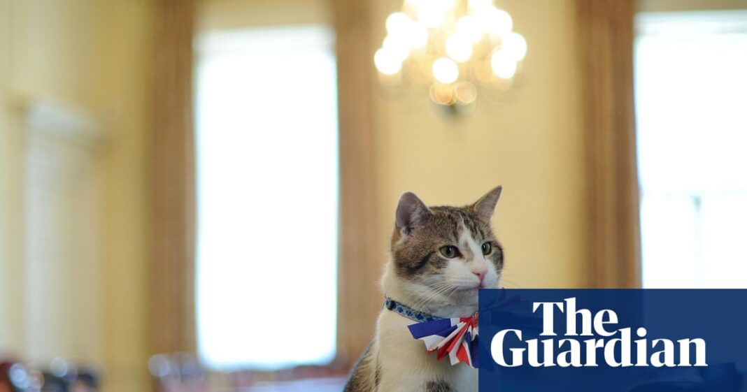 A rats to riches story: Larry the Downing Street cat finds place in TV spotlight | Politics